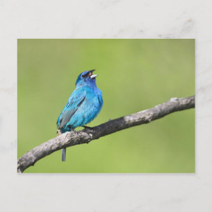 Carte Postale Indigo Bunting