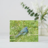 Carte postale Indigo Bunting (Debout devant)