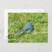 Carte postale Indigo Bunting (Devant / Derrière)