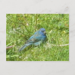 Carte postale Indigo Bunting