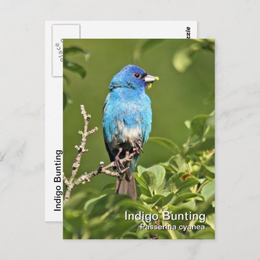 Carte postale Indigo Bunting (Devant / Derrière)