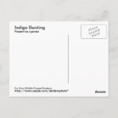 Carte postale Indigo Bunting (Dos)