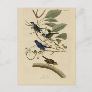Carte Postale Indigo Bunting d'Audubon's Birds of America