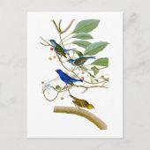 Carte Postale Indigo Bunting John James Audubon Oiseaux d'Amériq (Devant)
