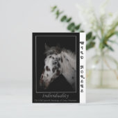 Carte Postale "Individualité" - Mustangs espagnols sauvages (Debout devant)