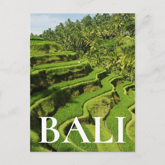 Carte Postale Indonésie, Bali| Rizières (Devant)