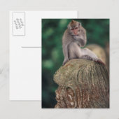 Carte Postale Indonésie, Bali, Ubud, Macaque à longue queue (Devant / Derrière)