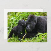 Carte Postale Infant Mountain Gorilla Kisses Silverback (Devant / Derrière)
