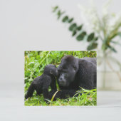 Carte Postale Infant Mountain Gorilla Kisses Silverback (Debout devant)