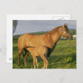 Carte Postale Infirmière (Devant / Derrière)