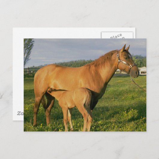 Carte Postale Infirmière (Devant / Derrière)