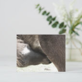 Carte Postale Infirmière mini poulain (Debout devant)