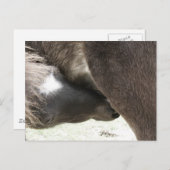Carte Postale Infirmière mini poulain (Devant / Derrière)