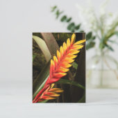 Carte postale "Inflorescence de Vriesea bromelia" (Debout devant)