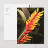 Carte postale "Inflorescence de Vriesea bromelia" (Devant / Derrière)