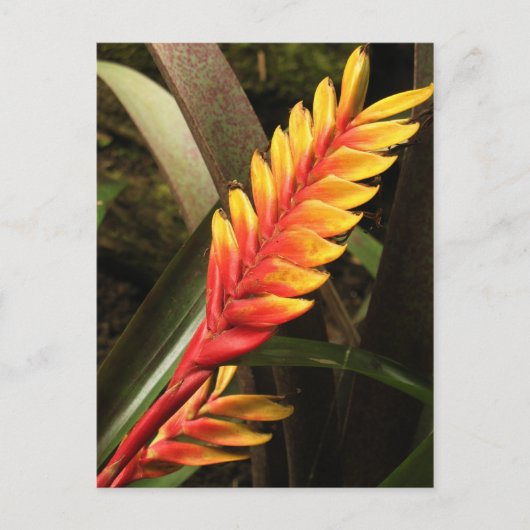 Carte postale "Inflorescence de Vriesea bromelia" (Devant)