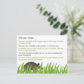 Carte Postale Informations amusantes sur Armadillos (Debout devant)