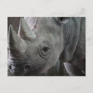 Carte postale Informations Rhino