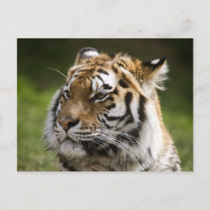 Carte Postale Informations sur l'espèce de tigre d'Amur