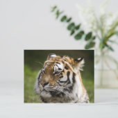 Carte Postale Informations sur l'espèce de tigre d'Amur (Debout devant)