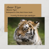 Carte Postale Informations sur l'espèce de tigre d'Amur (Devant / Derrière)