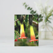 Carte Postale Ingapirca ruines Inca, Equateur (Debout devant)