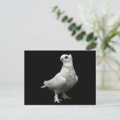 Carte Postale Inglizi Pigeon (Debout devant)