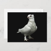 Carte Postale Inglizi Pigeon (Devant / Derrière)
