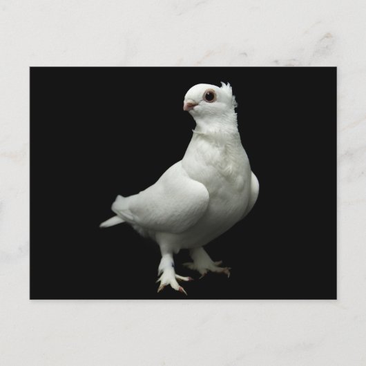 Carte Postale Inglizi Pigeon (Devant)