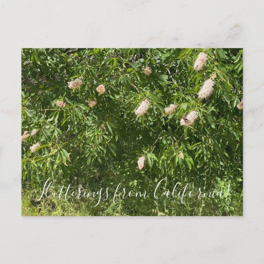Carte Postale ings de Californie : Buckeyes (Devant)