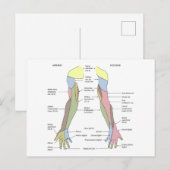 Carte Postale Innervation cutanée du membre supérieur du système (Devant / Derrière)