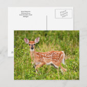 Carte Postale Innocence douce (Devant / Derrière)