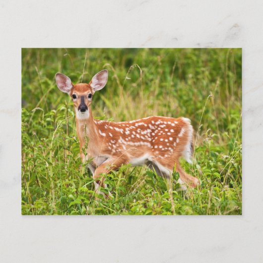 Carte Postale Innocence douce (Devant)