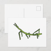 Carte Postale Insecte à bâtonnet (Devant / Derrière)