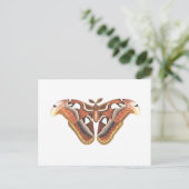 Carte Postale insecte animal papillon isolé (Debout devant)