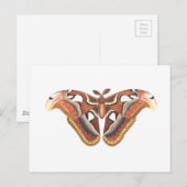 Carte Postale insecte animal papillon isolé (Devant / Derrière)