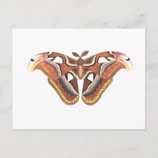 Carte Postale insecte animal papillon isolé (Devant)