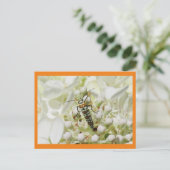 Carte Postale Insecte brillant sur la grappe en fleurs blanches (Debout devant)