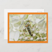 Carte Postale Insecte brillant sur la grappe en fleurs blanches (Devant / Derrière)