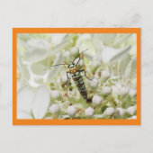 Carte Postale Insecte brillant sur la grappe en fleurs blanches (Devant)