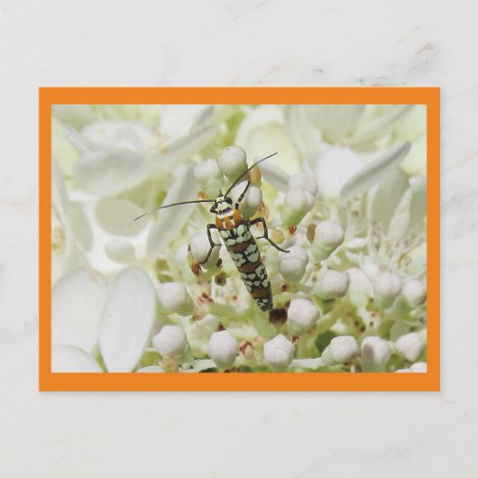 Carte Postale Insecte brillant sur la grappe en fleurs blanches (Devant)
