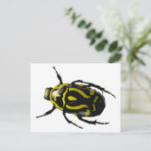 Carte Postale Insecte du scarabée jaune et noir (Debout devant)