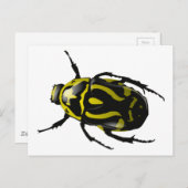 Carte Postale Insecte du scarabée jaune et noir (Devant / Derrière)