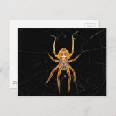 Carte Postale insecte macro araignée colombie (Devant / Derrière)