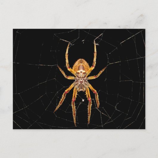 Carte Postale insecte macro araignée colombie (Devant)