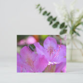 Carte Postale Insecte Sur Fleur Azalée Rose (Debout devant)