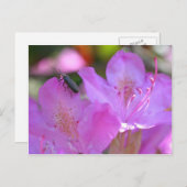 Carte Postale Insecte Sur Fleur Azalée Rose (Devant / Derrière)