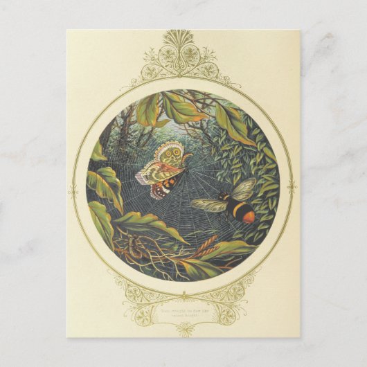 Carte postale Insecte vintage (Devant)