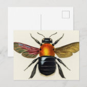 Carte Postale Insecte vintage illustrée (Devant / Derrière)