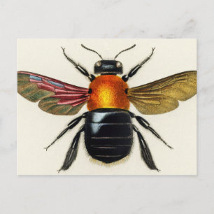 Carte Postale Insecte vintage illustrée